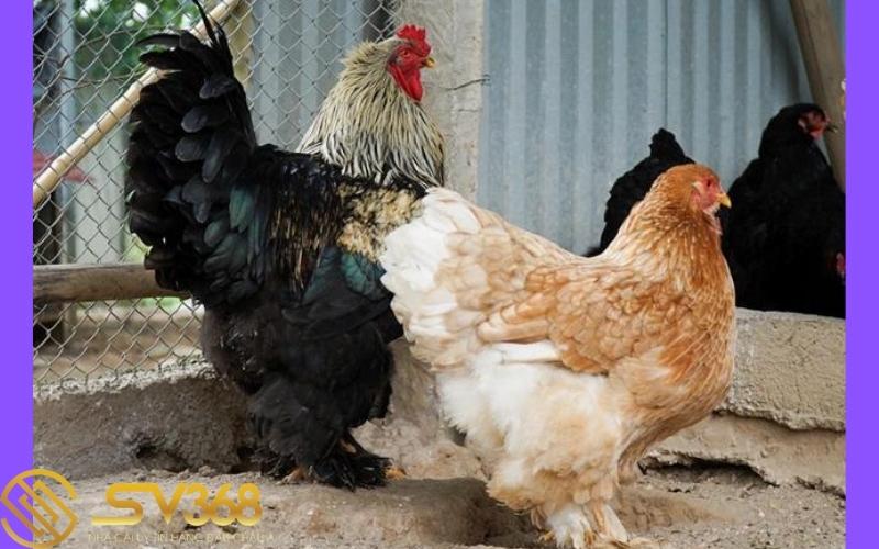ga-brahma