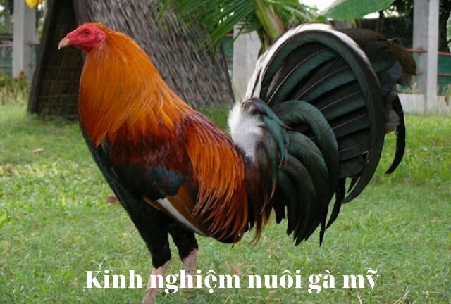 Kinh nghiệm nuôi gà mỹ