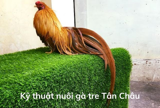 Kỹ thuật nuôi gà tre tân châu