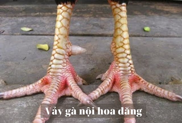 Vảy gà nội hoa đăng
