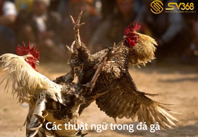 thuật ngữ trong đá gà