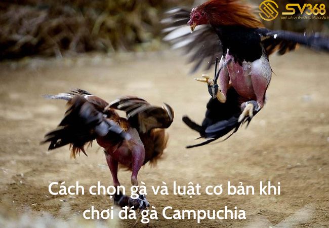 cách chọn gà và luật chơi cơ bản