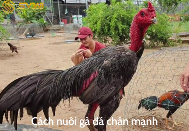 cach nuôi gà đá chân mạnh