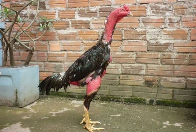 Gà thay lông là gì