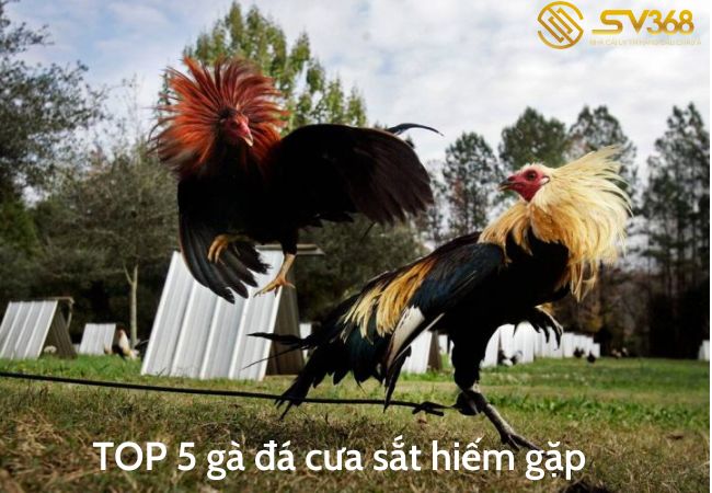 Top 5 gà đá cựa sắt hiếm gặp